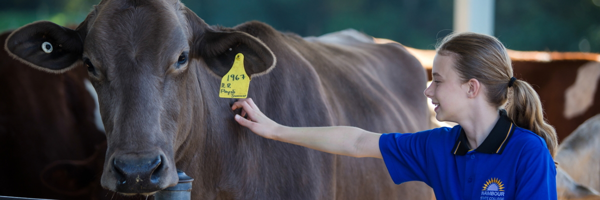 Student and a cow