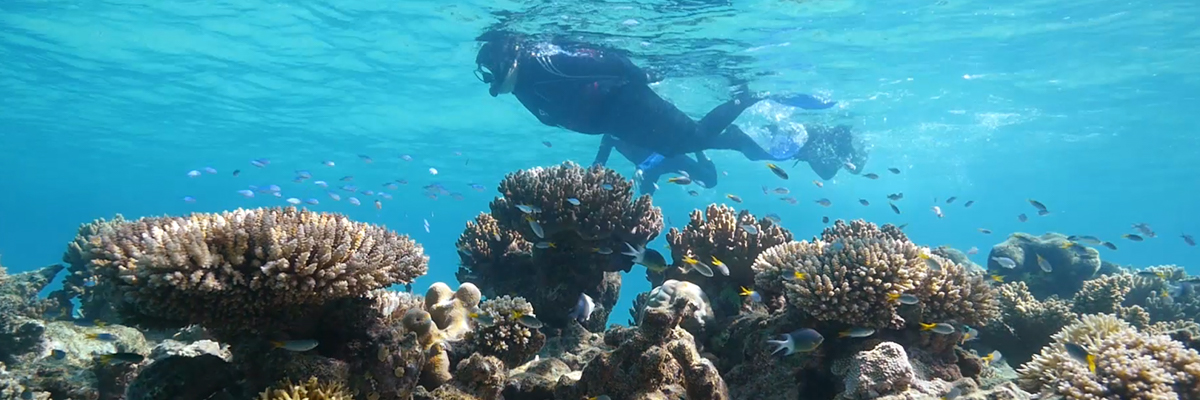 Snorkeling on the reef